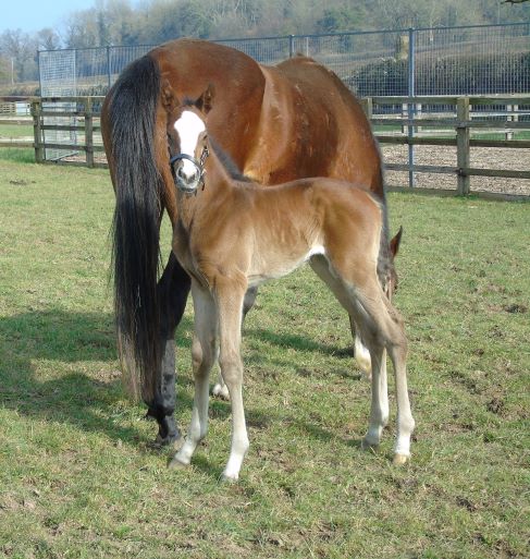 2021 filly by Mukhadram